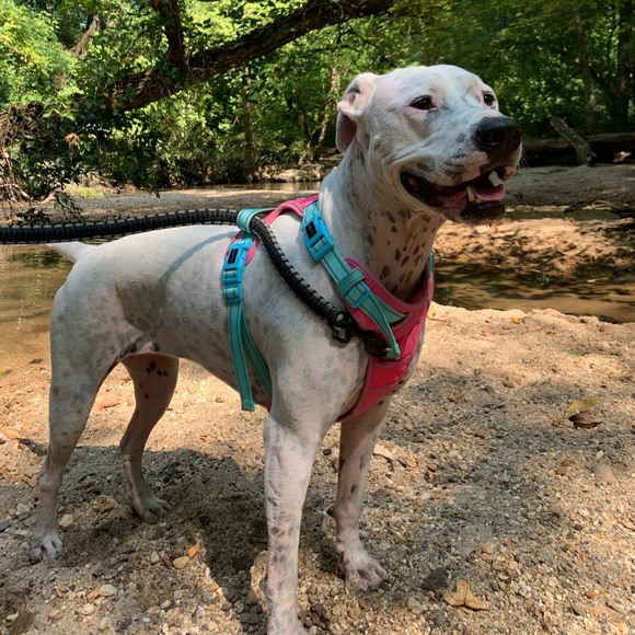 Meet your Posher, Melissa - Picture 3 of 4